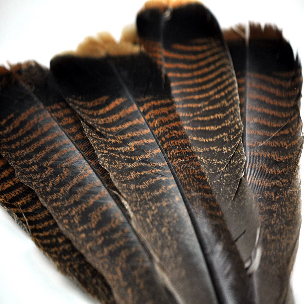 Natures Spirit Ozark Turkey Tail Pairs