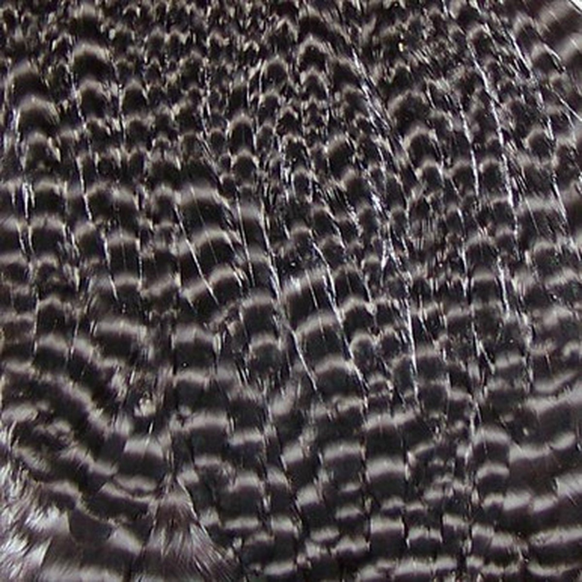 Metz #1 Hen Neck
