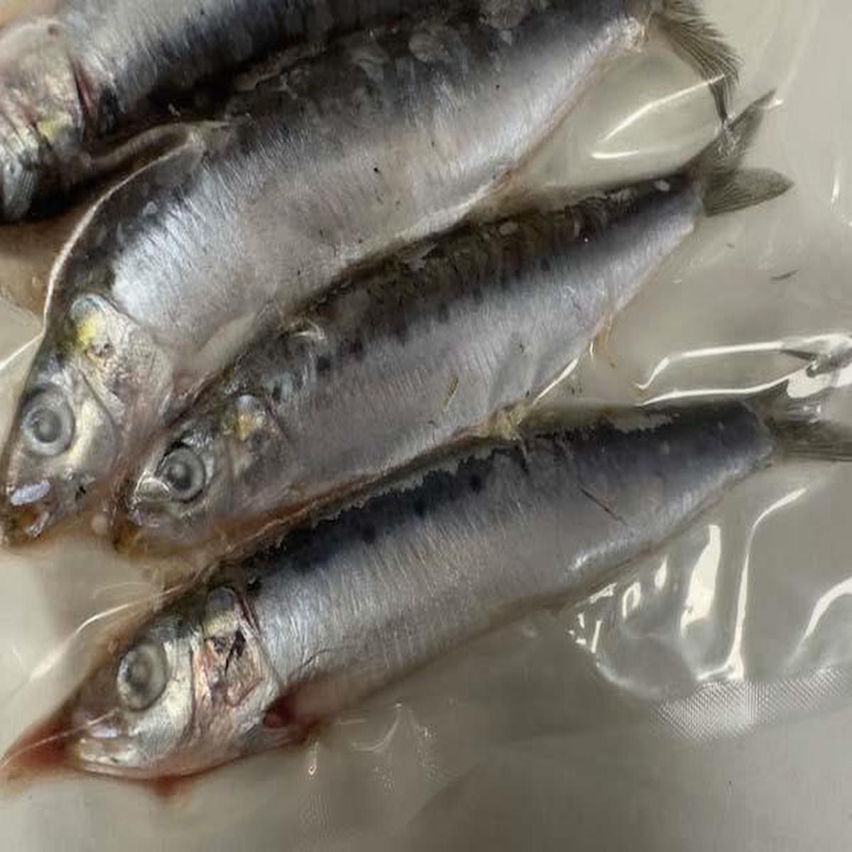 12 Devon Baits Sardine