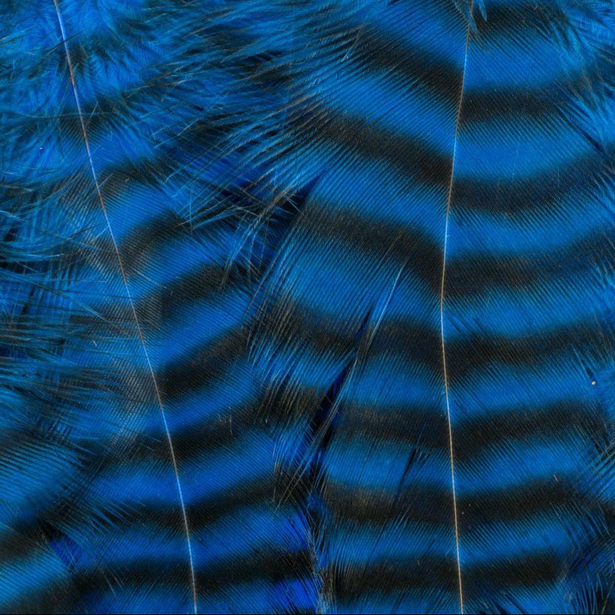Metz - Hackle Predator Pack
