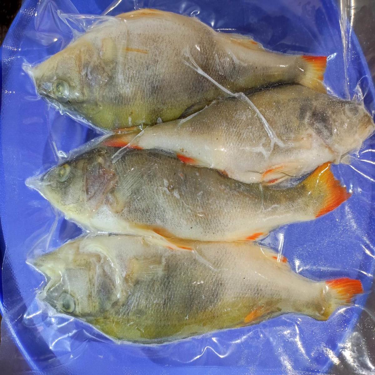 DeadBait Frozen Perch