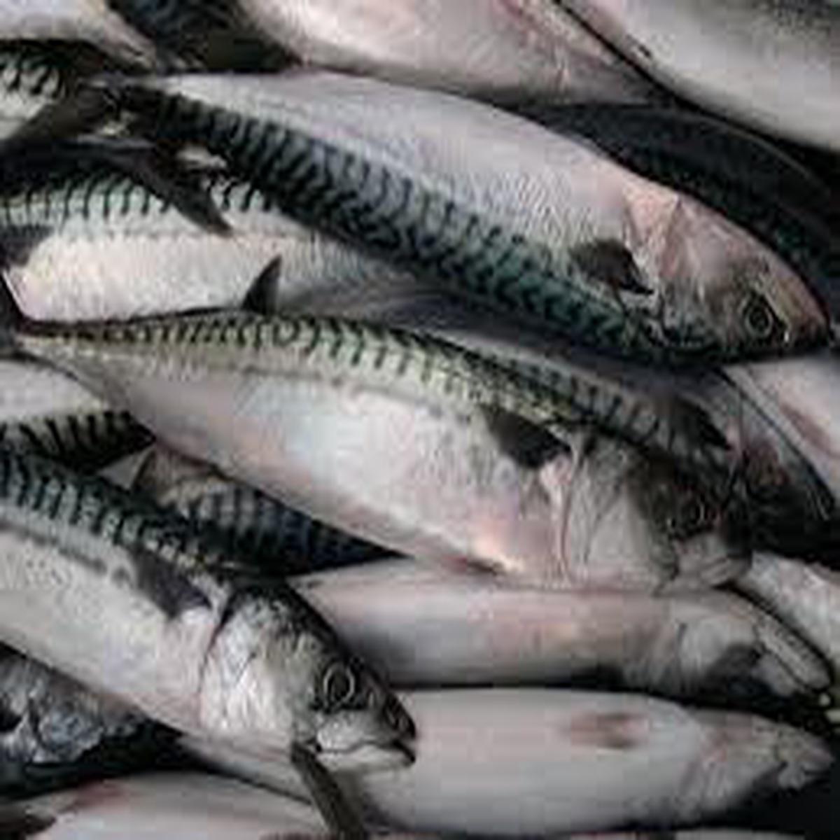Mackerel Fillets