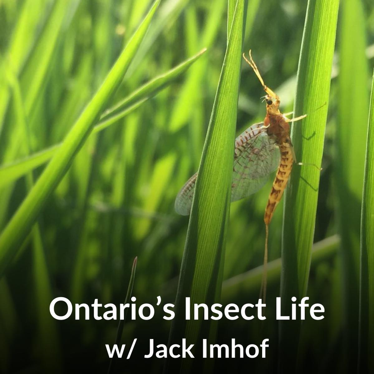 Ontario's Insect Life with Jack Imhof - Sat April 18th, 1pm