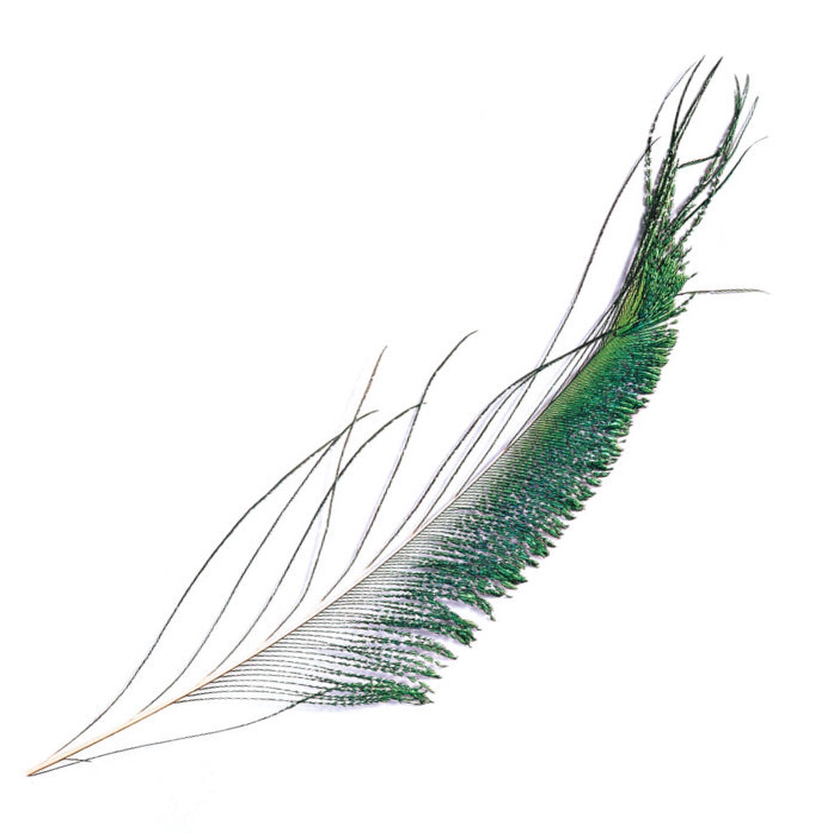 Turrall Peacock Sword Pair PEA03