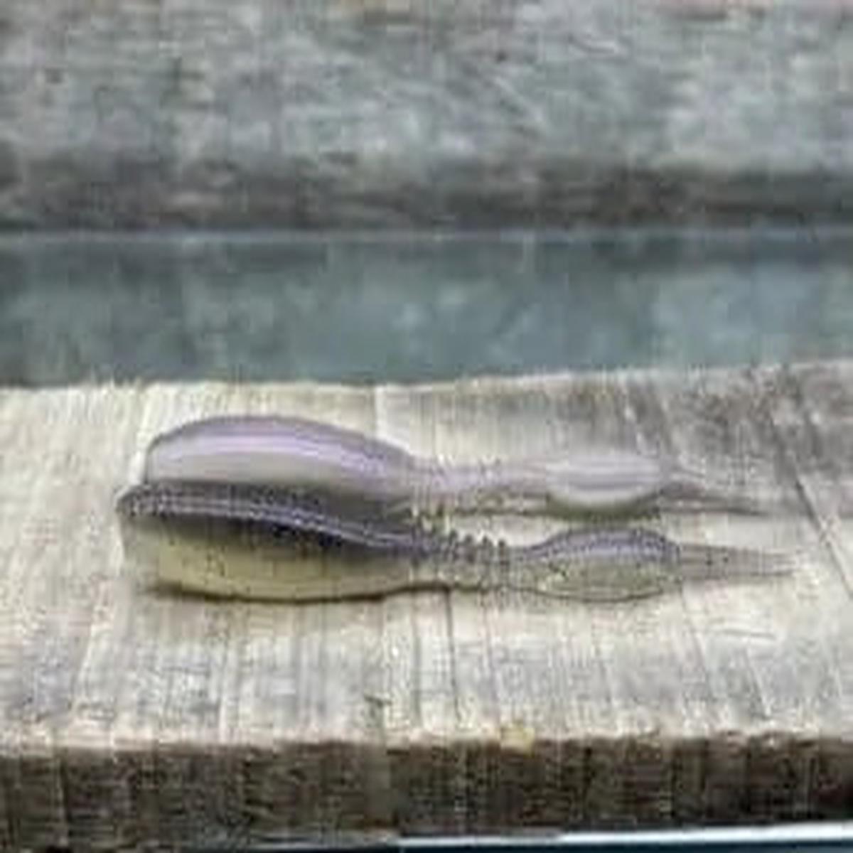 Pr1mal Black Label Snapshot - 3.8" Electric Shad 10ct