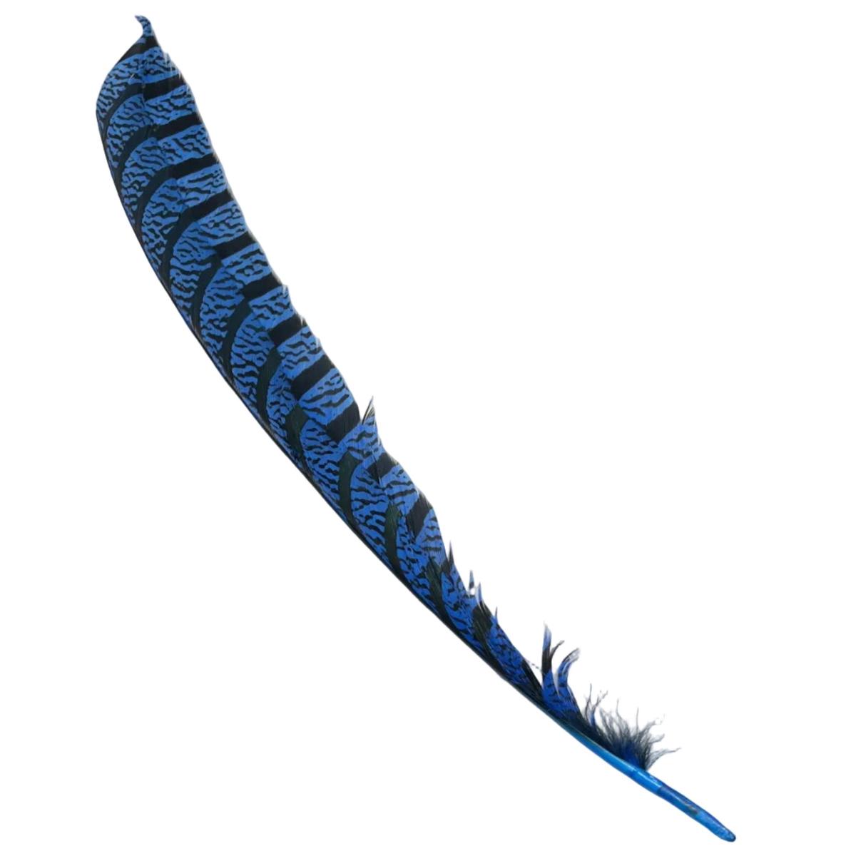 Lady Amherst Center Tail - Halfs