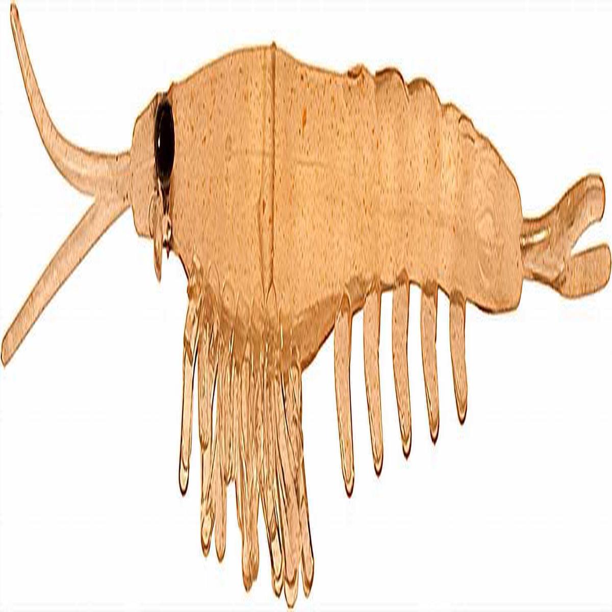 Nikko Okiami Shrimp L - 5.8cm 2.4g - 36 Clear Brown