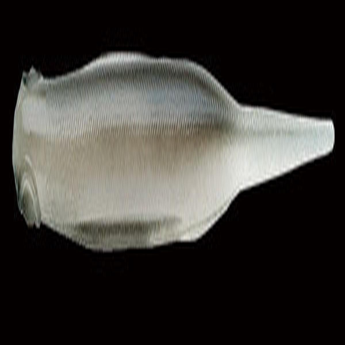 Nories Lady Fish 3.5 Inch